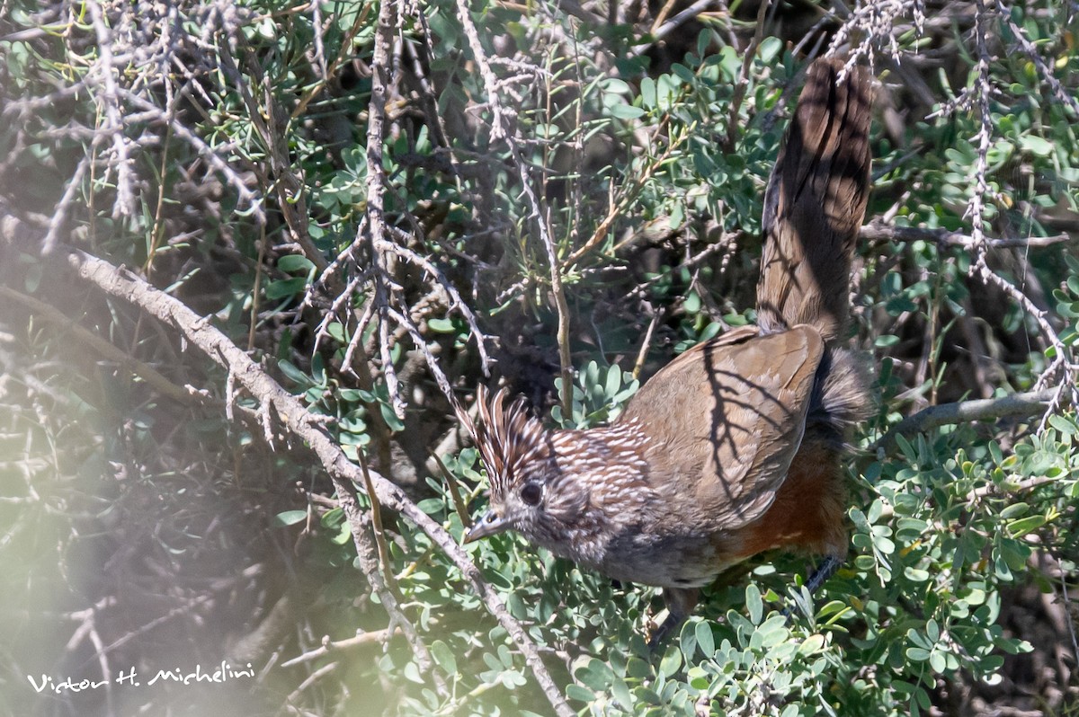 topptapakulo - ML647207166