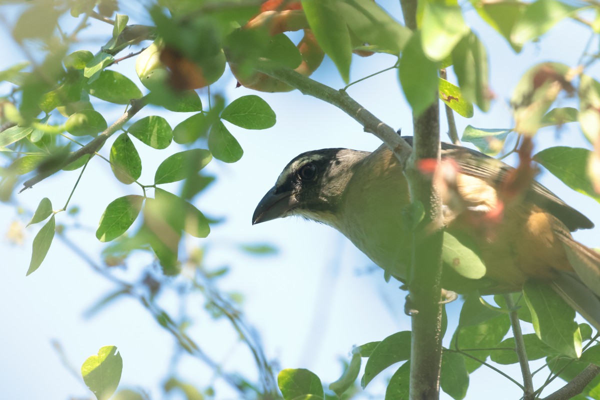 Kuzeyli Kurşuni Saltator - ML647207177