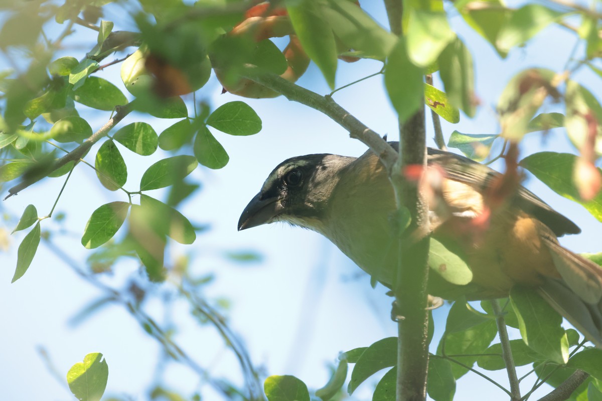 Kuzeyli Kurşuni Saltator - ML647207178