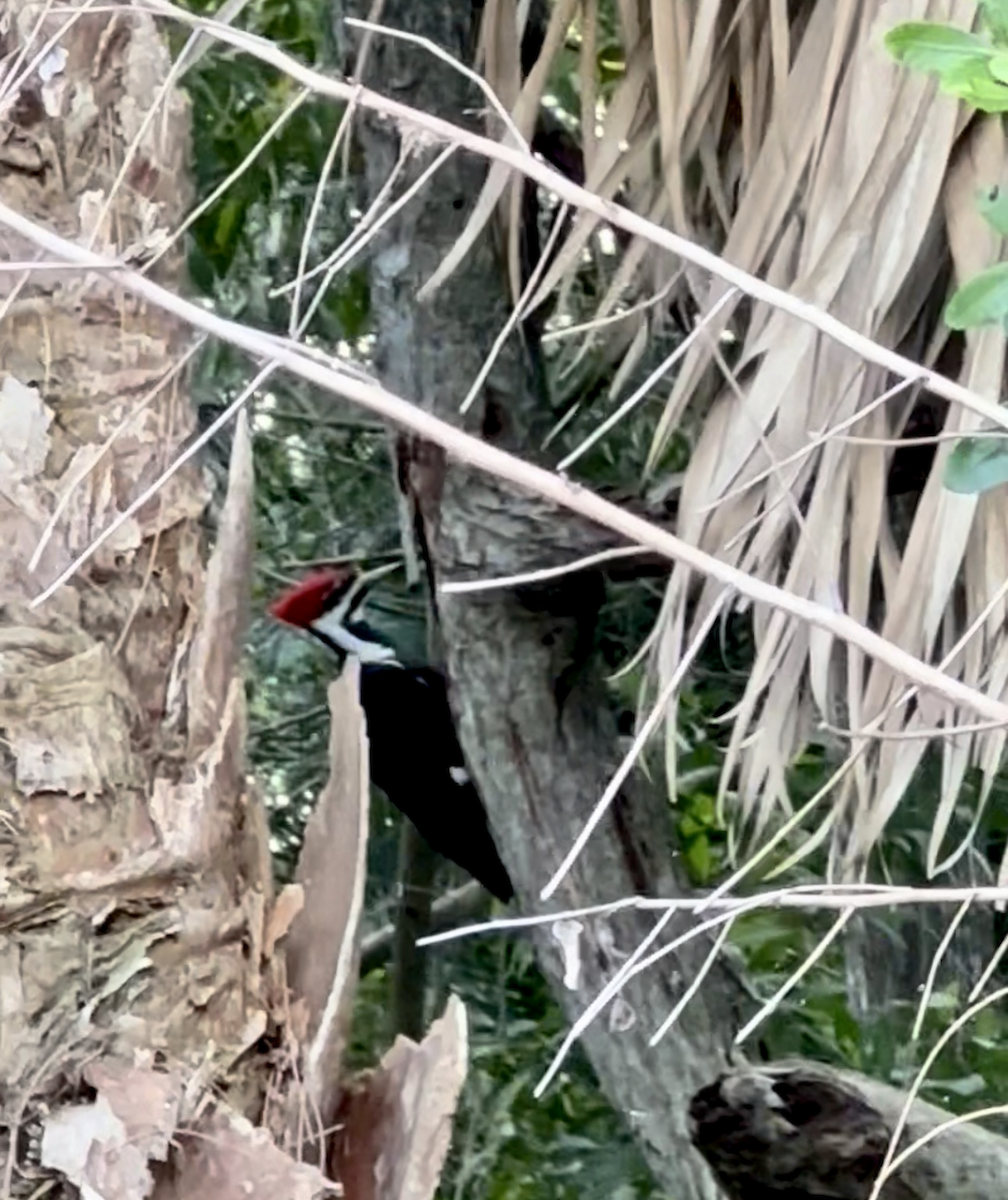 Pileated Woodpecker - ML647207185