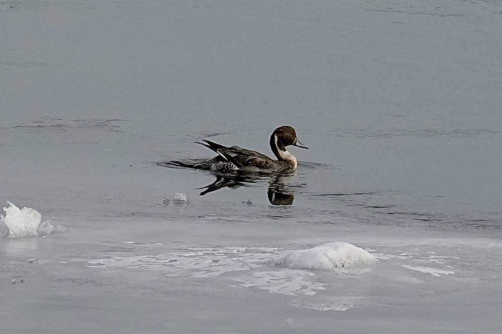 ostralka štíhlá - ML647207200