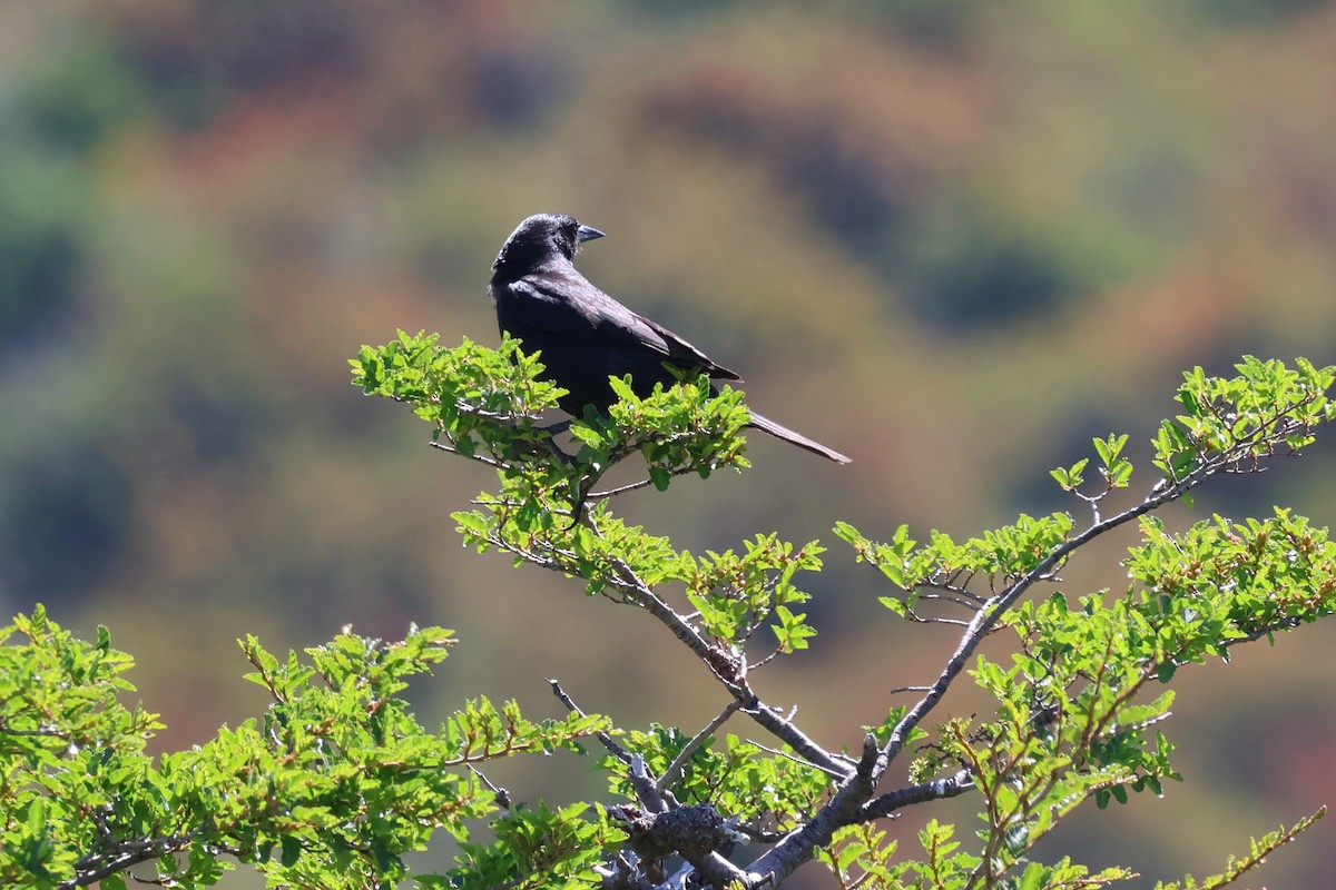 Austral Blackbird - ML647207201