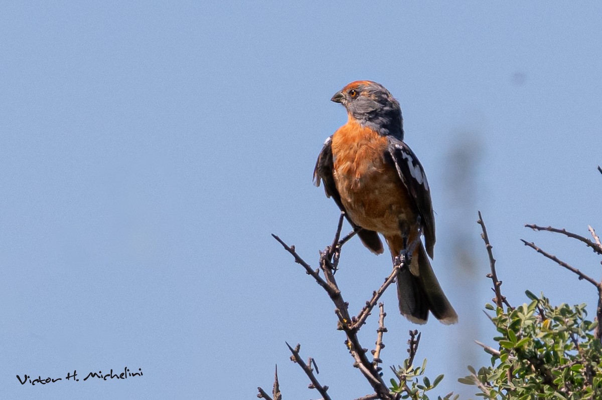 Рара червоновола - ML647207212