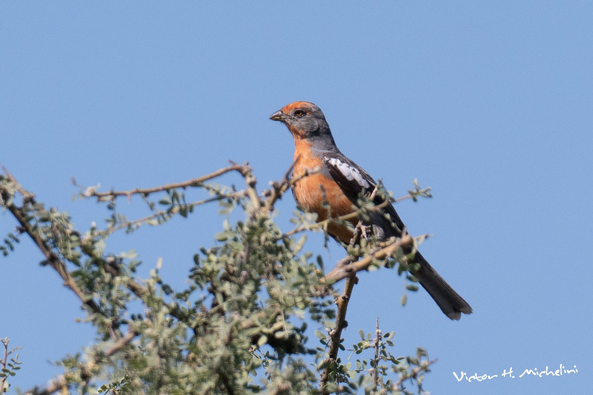 Рара червоновола - ML647207213