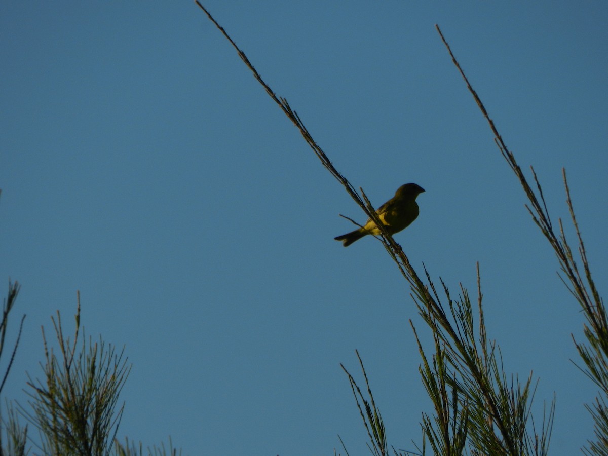 Saffron Finch - ML647207221