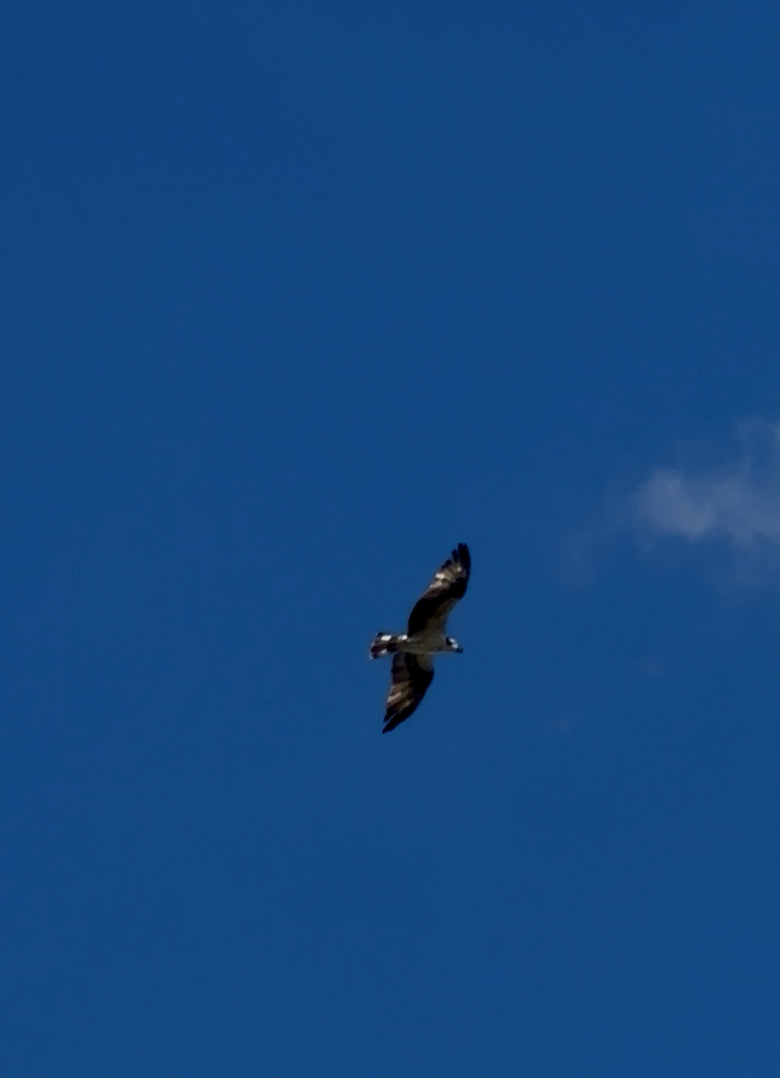 Falco pescatore - ML647207223