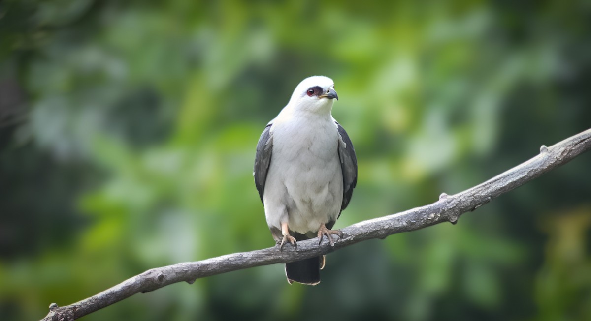 Mississippi Kite - ML647207229