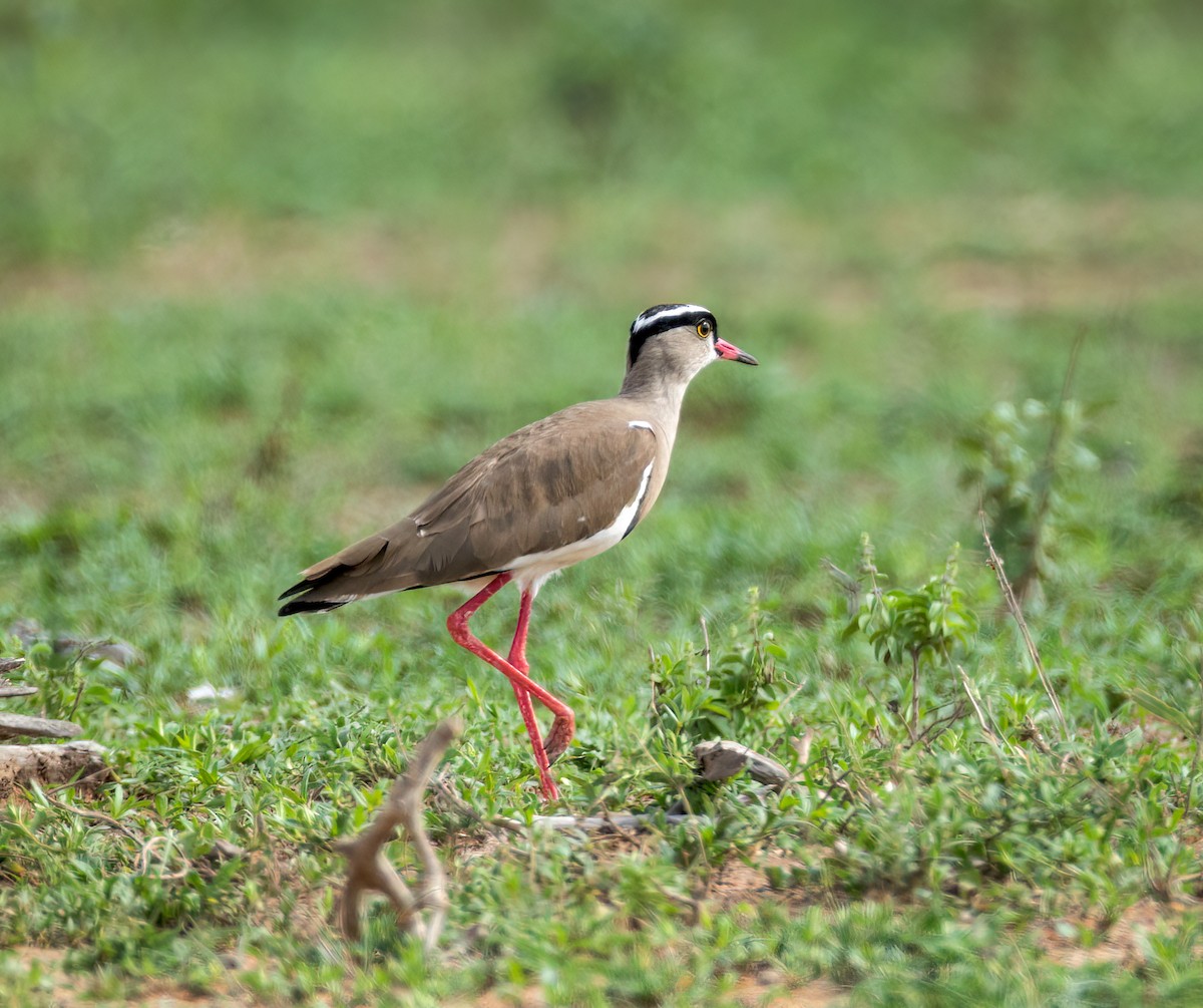 Crowned Lapwing - ML647207230