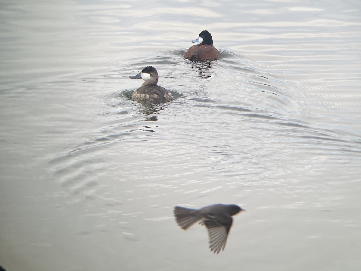 Американская савка - ML647207242