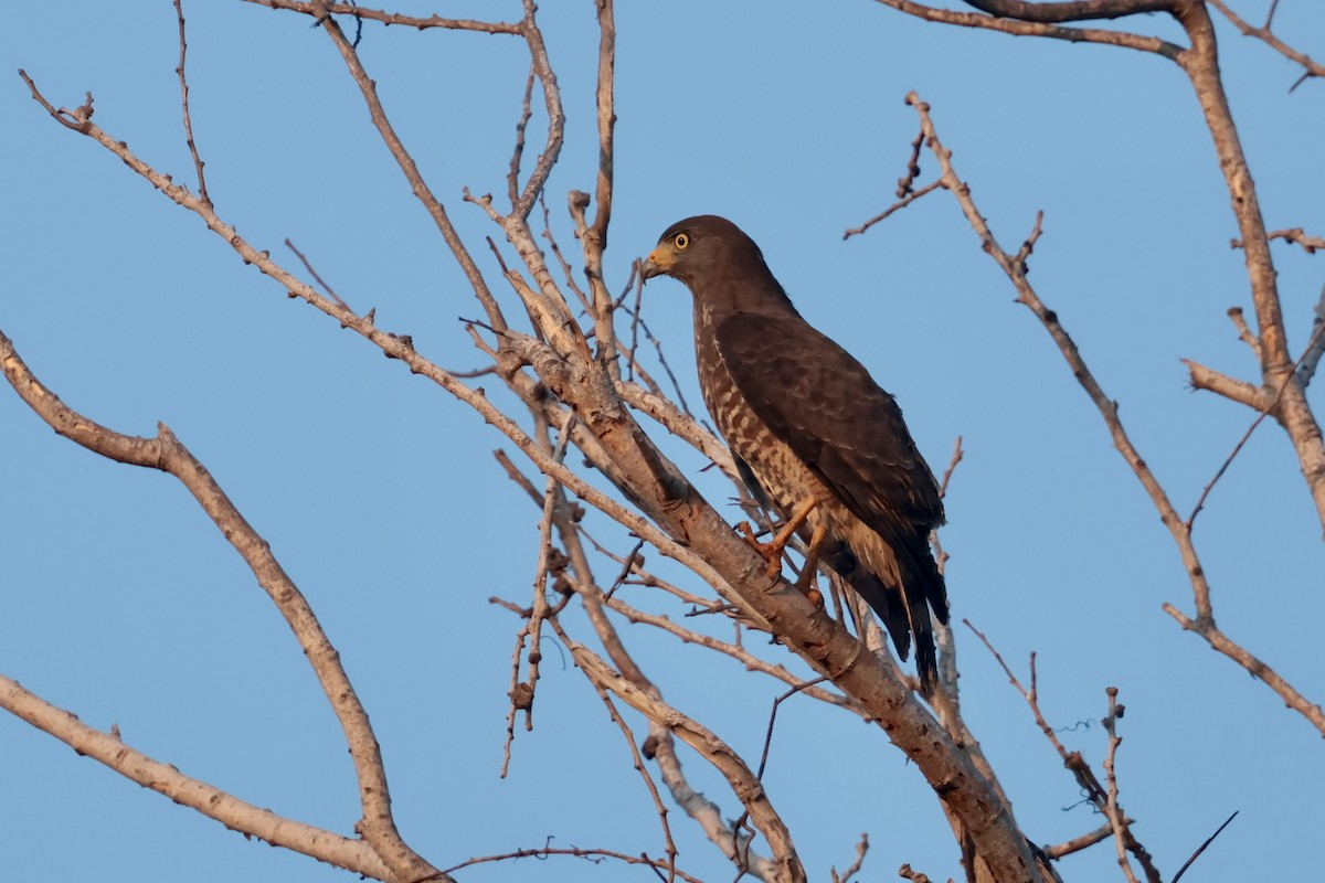 Roadside Hawk - ML647207244