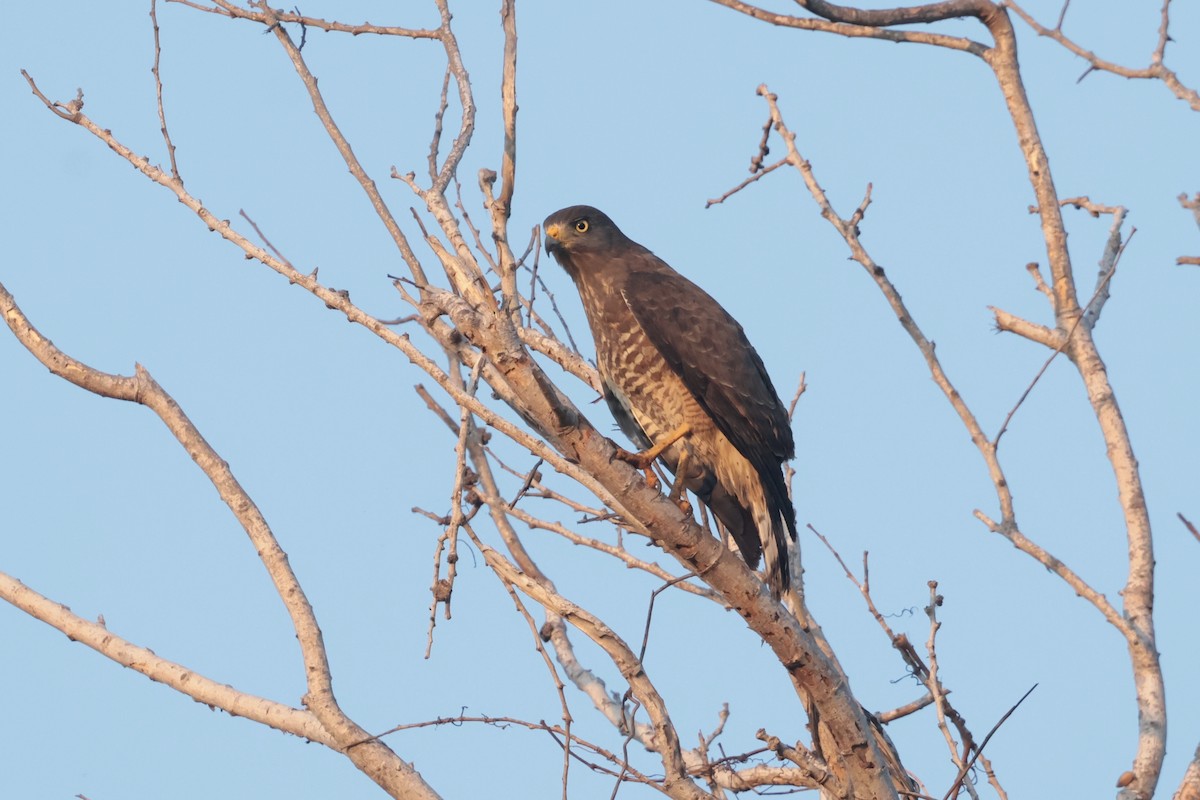 Roadside Hawk - ML647207245