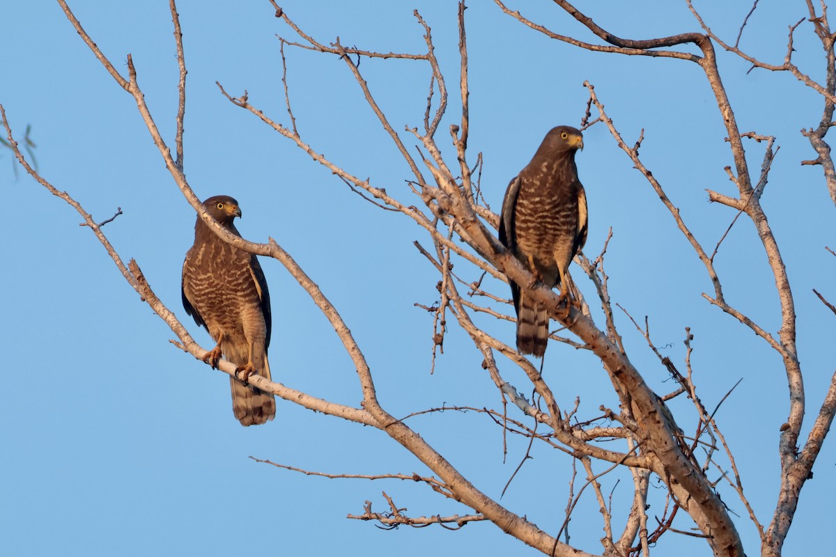 Roadside Hawk - ML647207246
