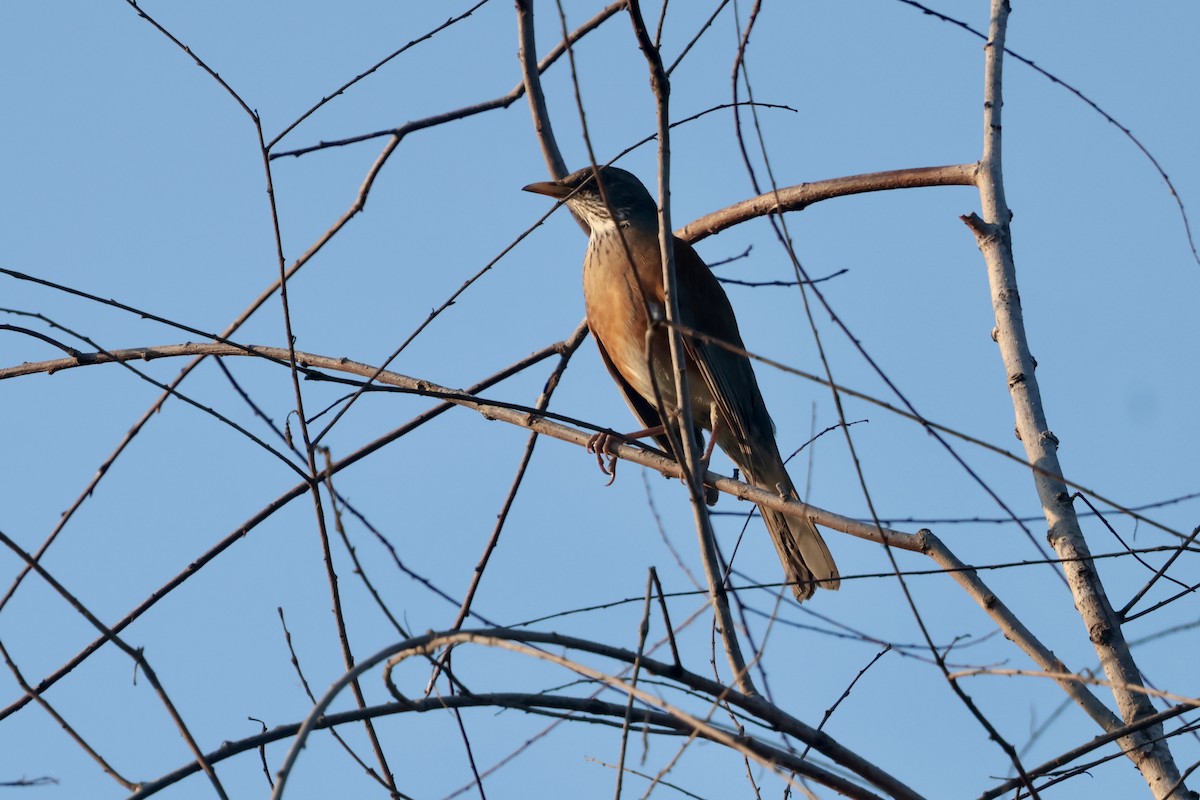 drozd rezavohřbetý - ML647207260