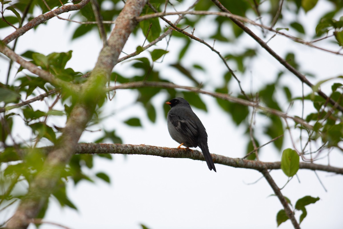 lesňák černolící - ML647207269