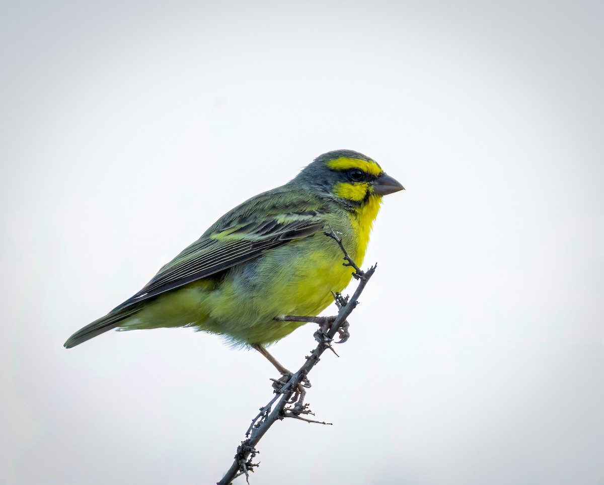 Kara Bıyıklı Sarı İskete - ML647207272