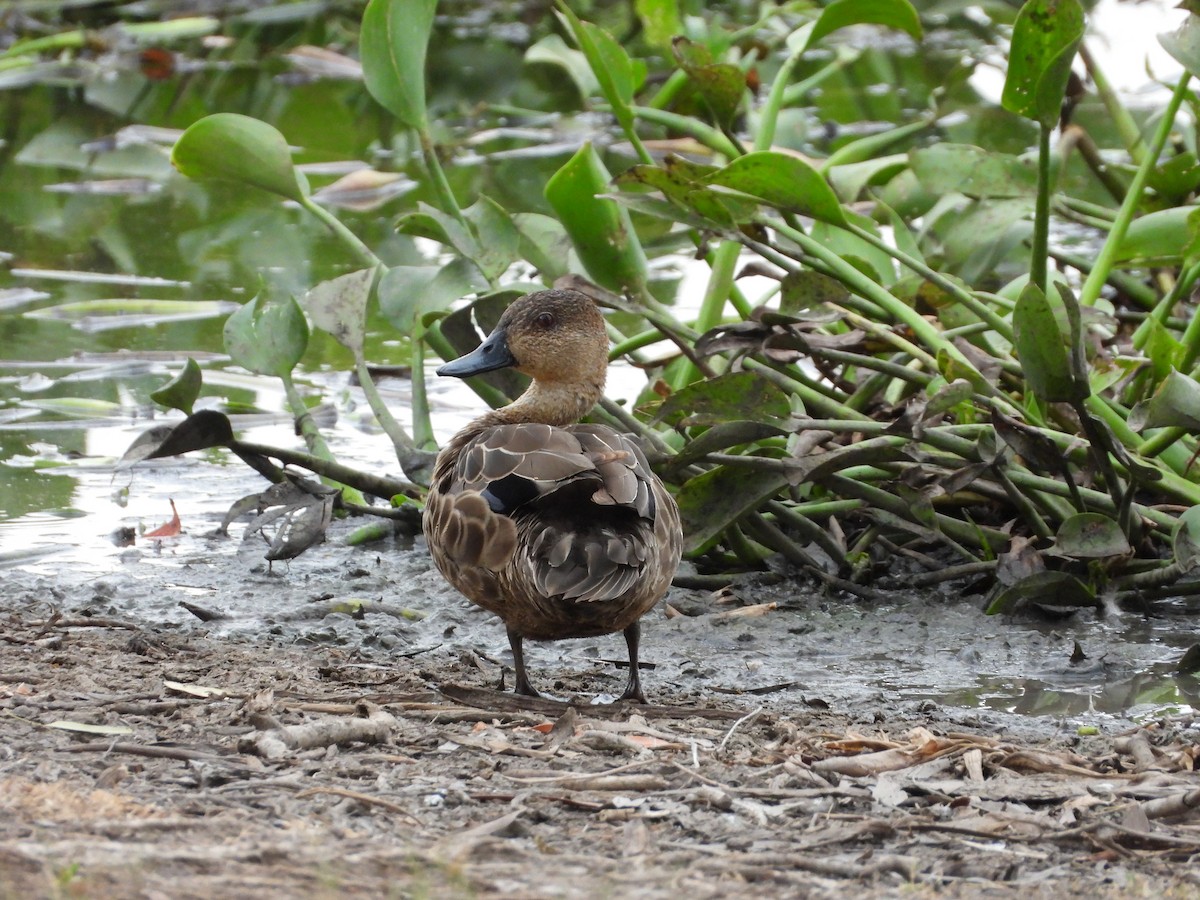 Gray Teal - ML647207295