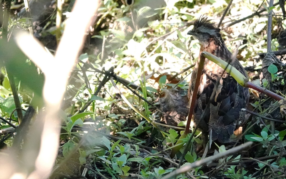 křepel zpěvavý - ML647207346