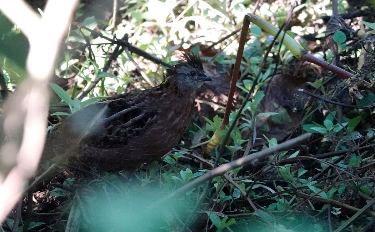 křepel zpěvavý - ML647207347