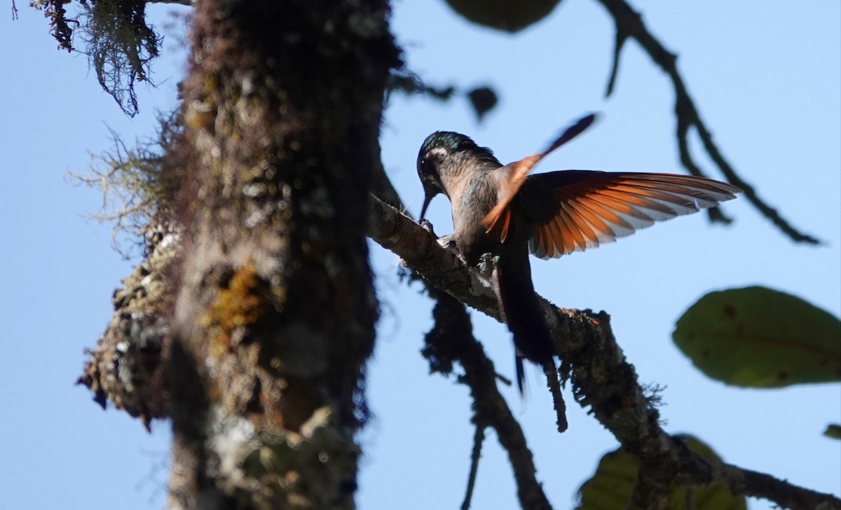 kolibřík rezavokřídlý - ML647207355