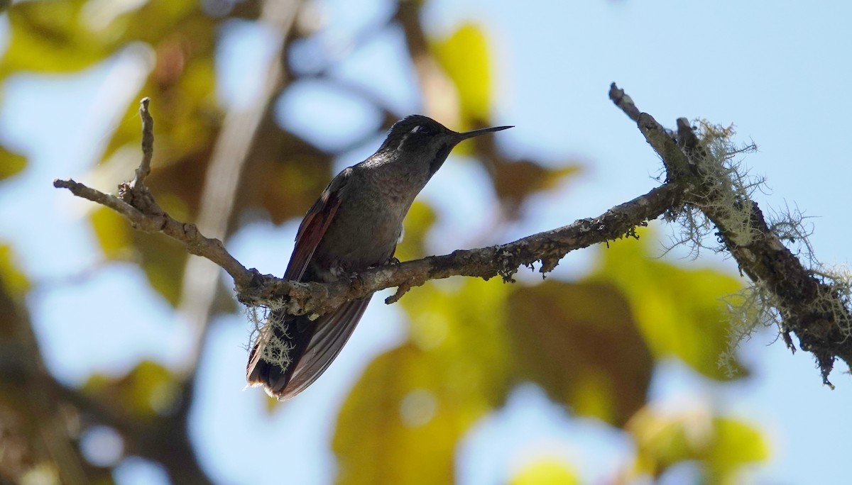 kolibřík rezavokřídlý - ML647207356