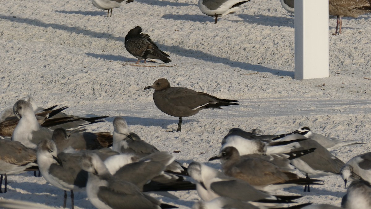 Мартин сірий - ML647207370