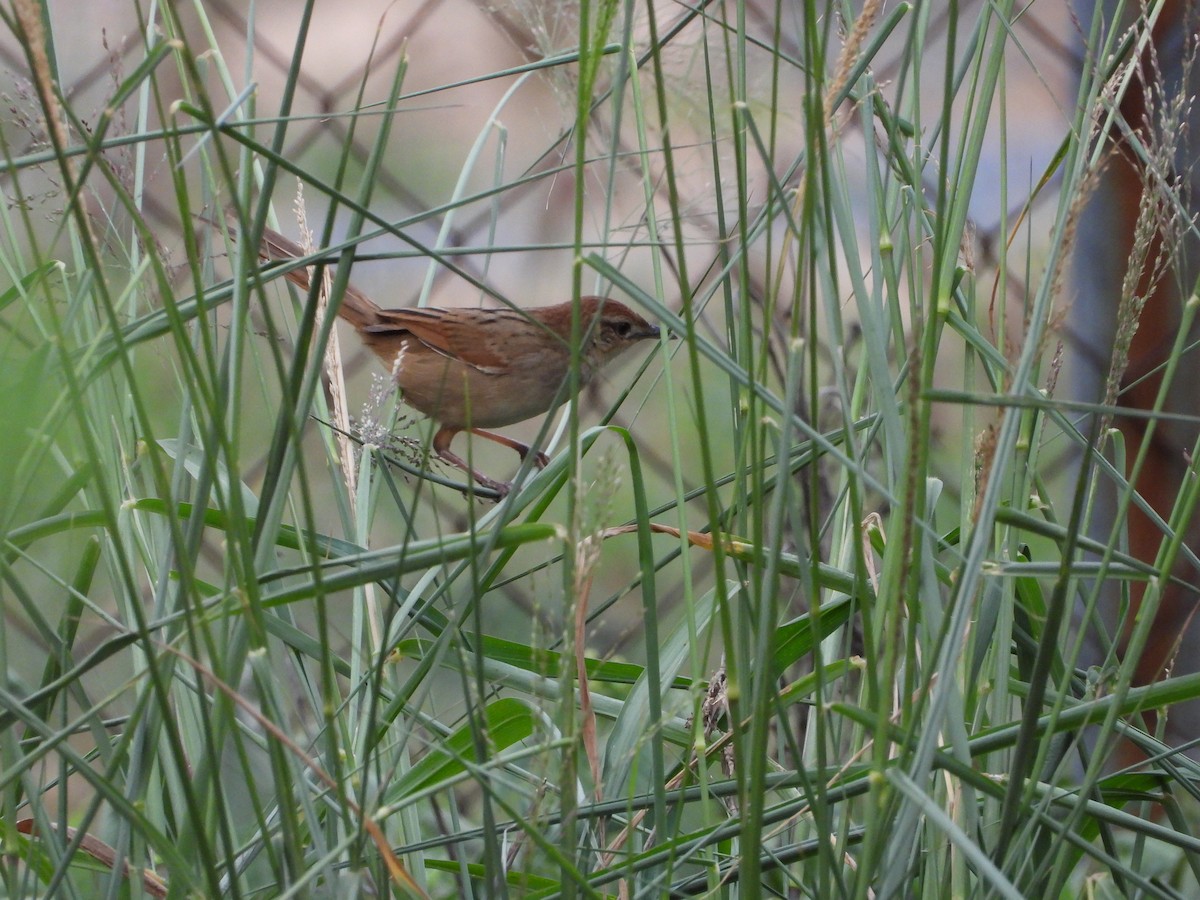 Матата руда - ML647207372