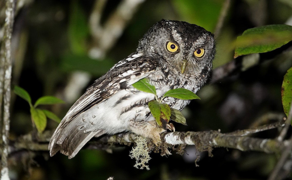 výreček hvízdavý - ML647207375