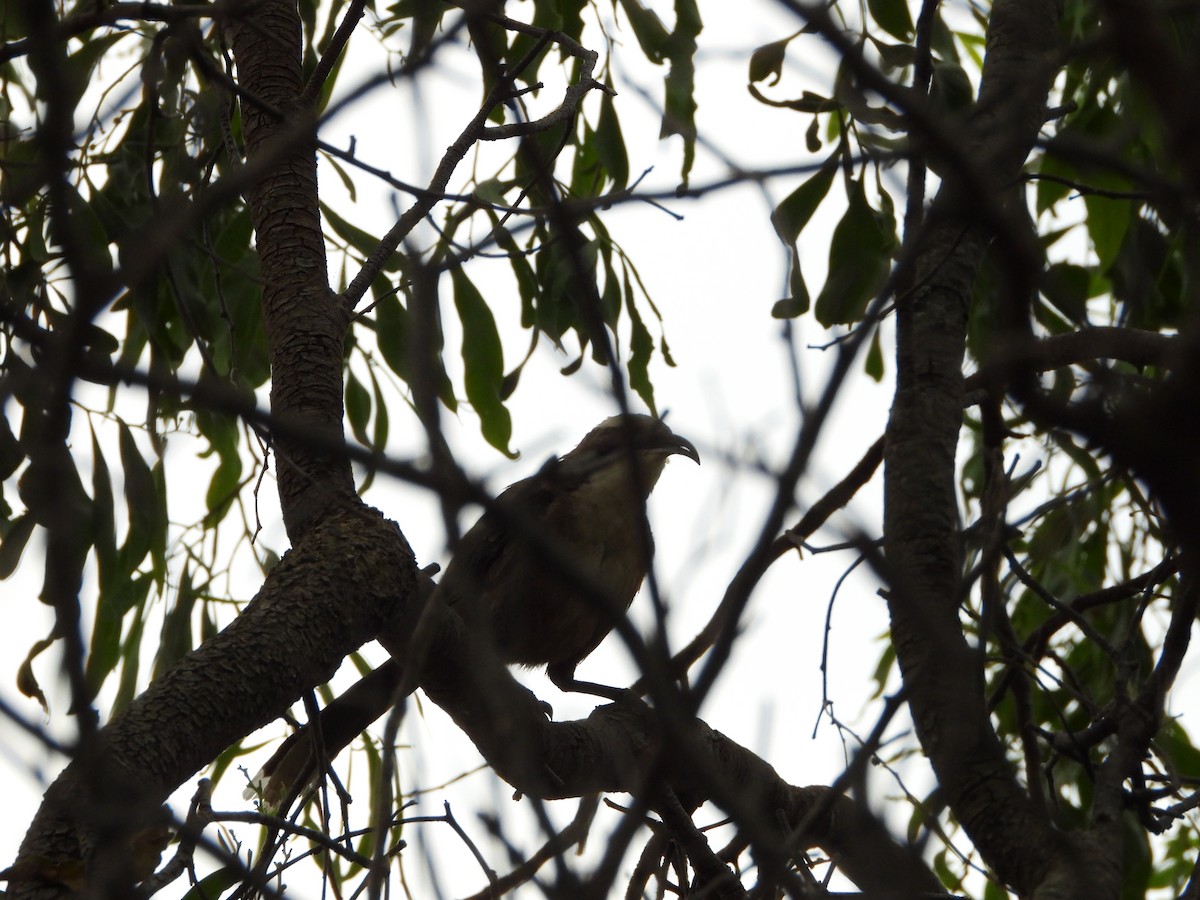 オーストラリアマルハシ - ML647207379