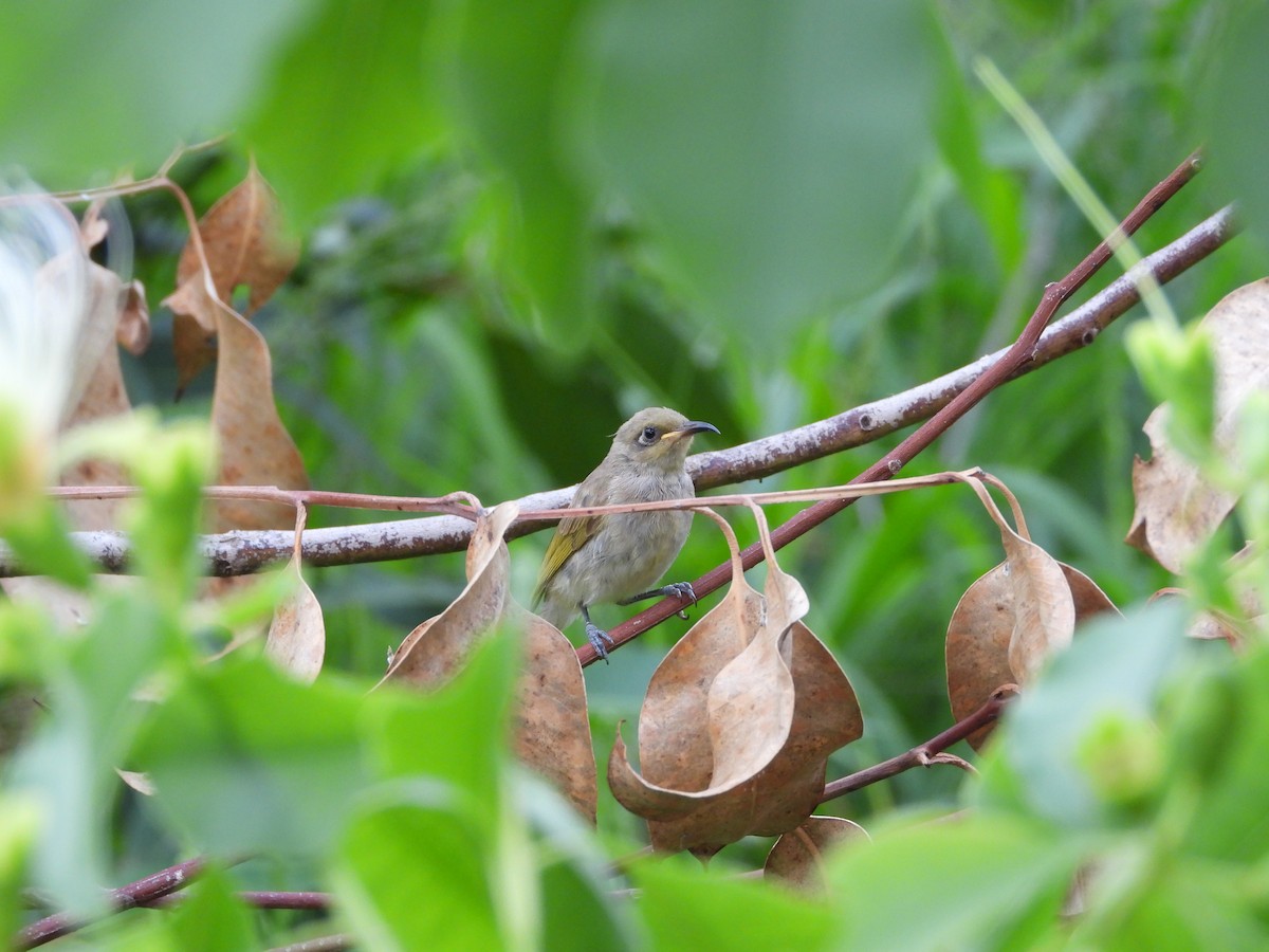 Brown Honeyeater - ML647207395