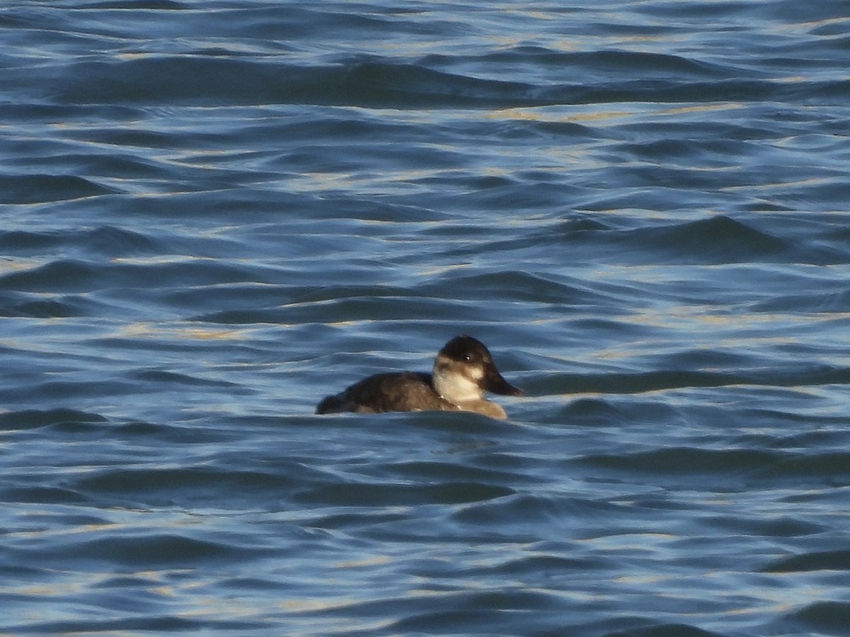 Американская савка - ML647207411