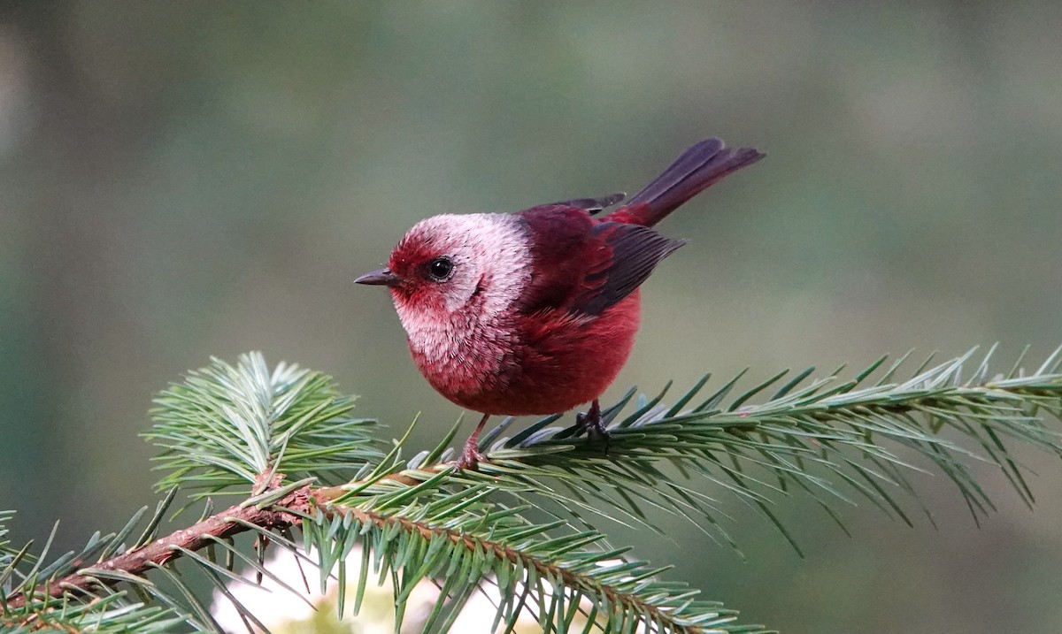 rosenparula - ML647207415