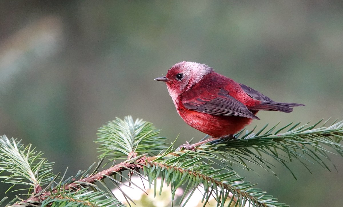 rosenparula - ML647207417