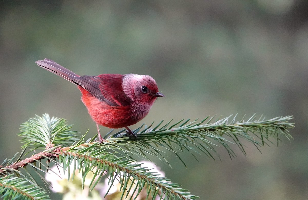 rosenparula - ML647207420