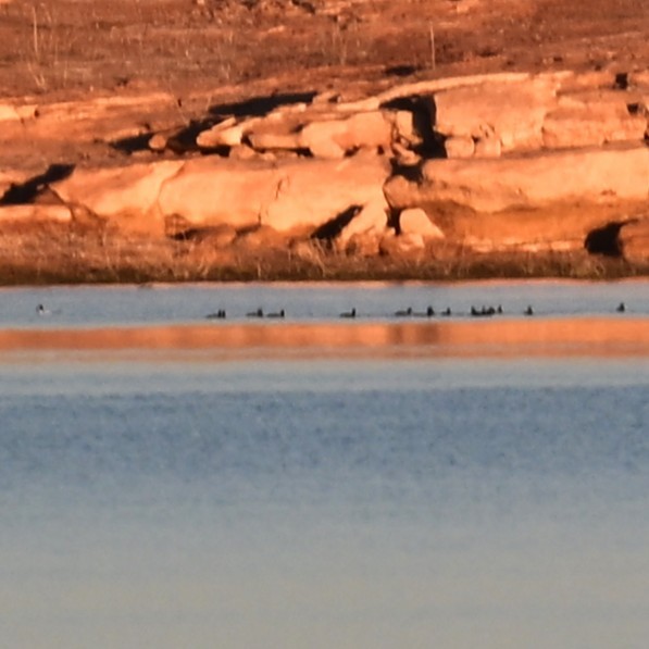 Kopetazuri amerikarra - ML647207427