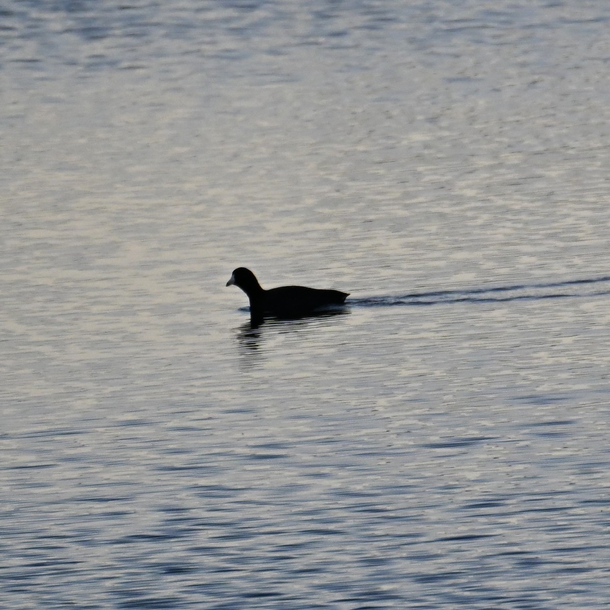 Kopetazuri amerikarra - ML647207428