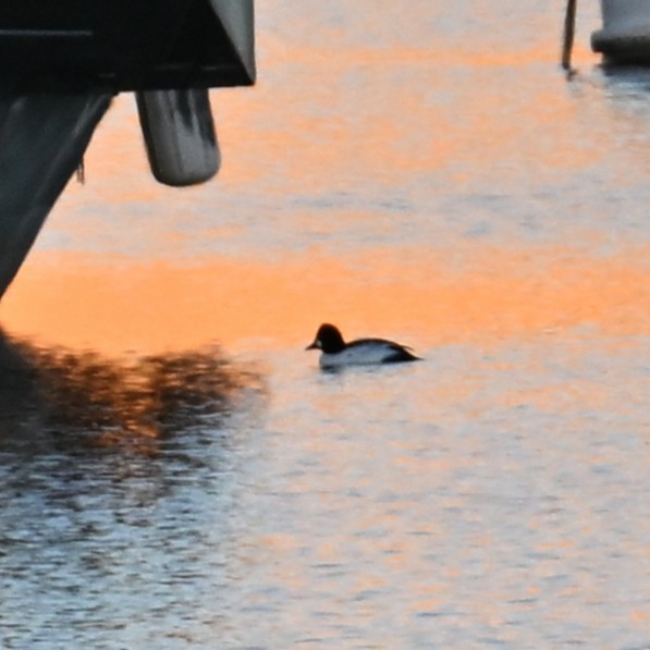 Quattrocchi - ML647207431