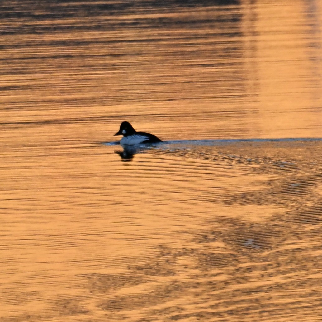 Quattrocchi - ML647207435