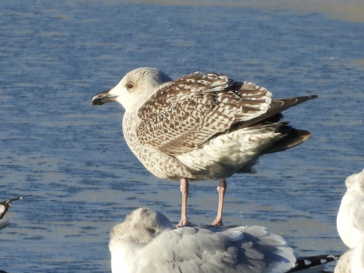 racek mořský - ML647207438