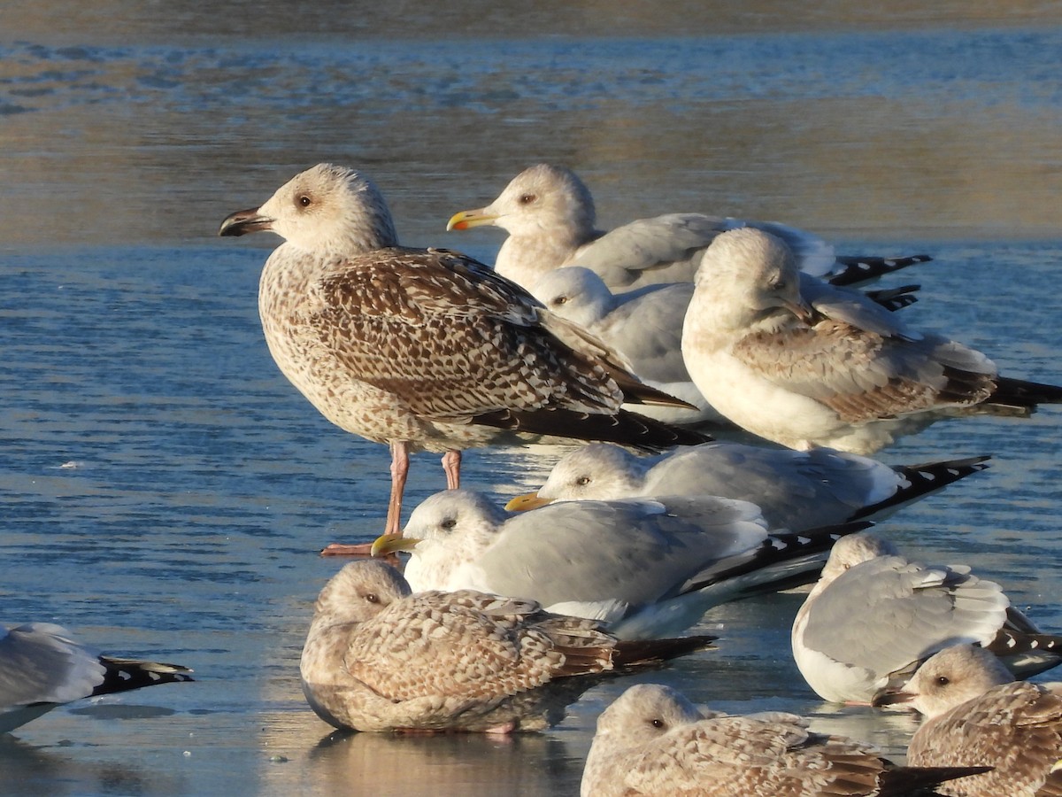 racek mořský - ML647207439