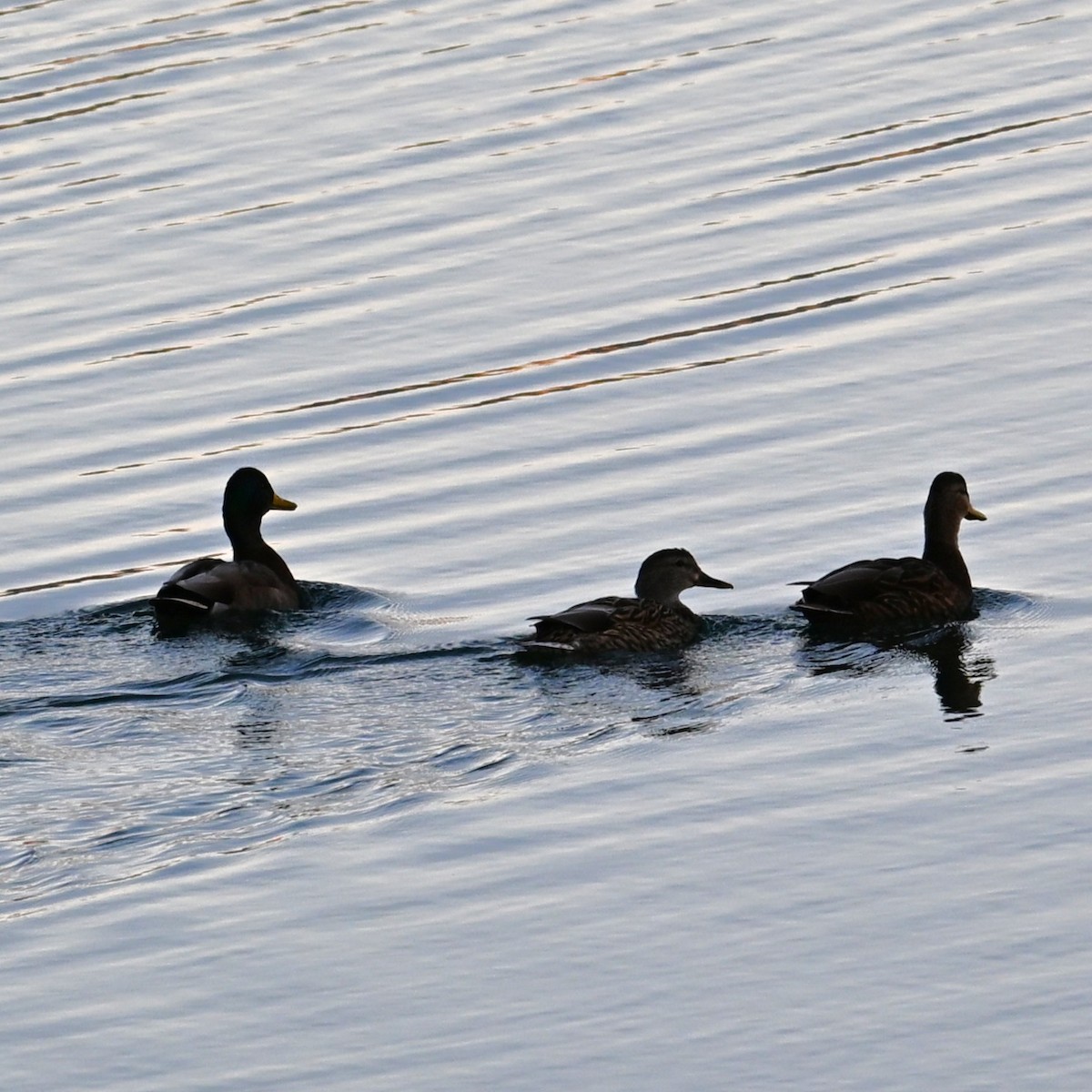 Germano reale - ML647207442