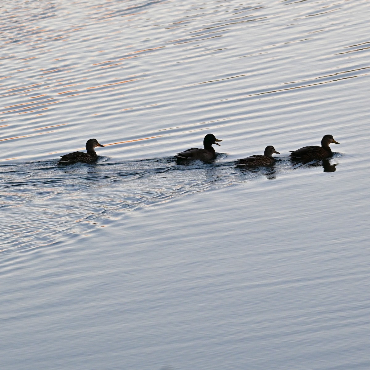 Germano reale - ML647207443