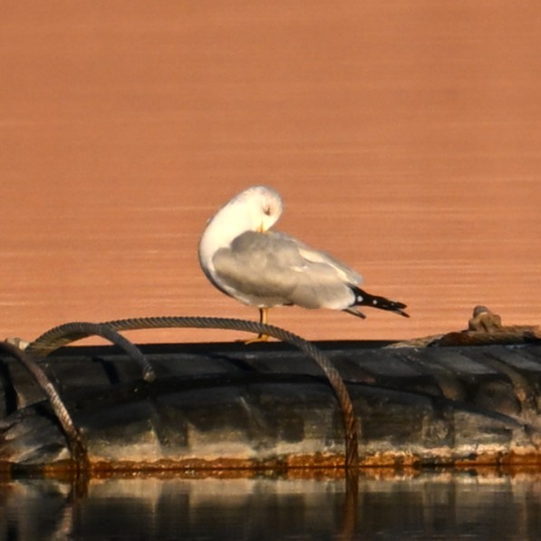 Gavina americana - ML647207457