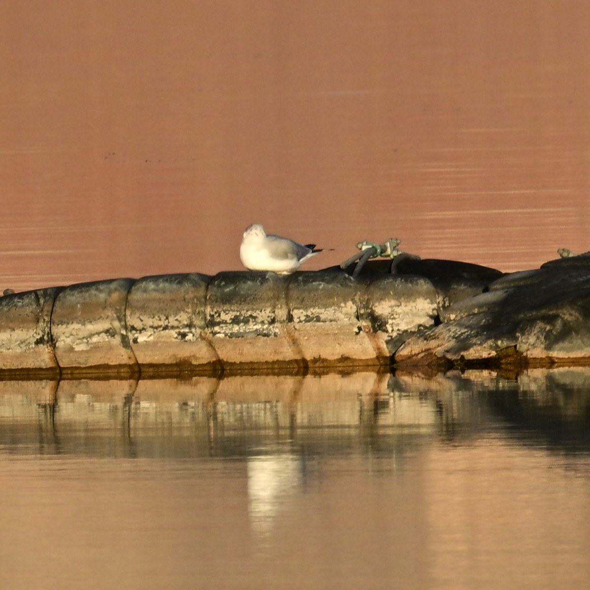 Gavina americana - ML647207458