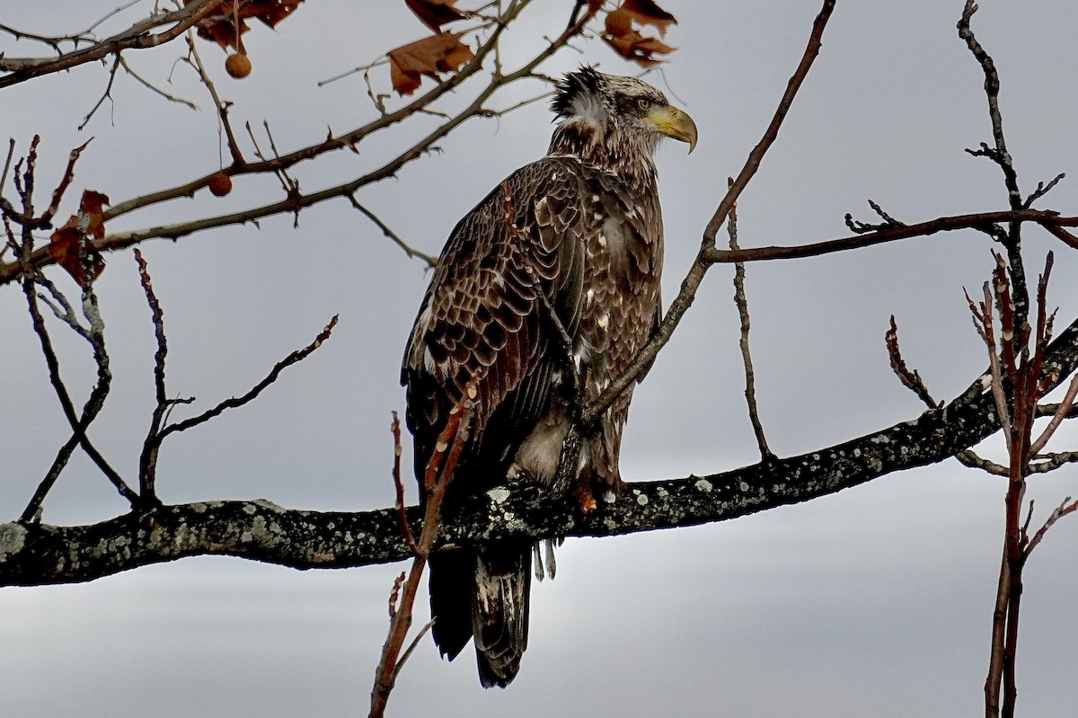 orel bělohlavý - ML647207459