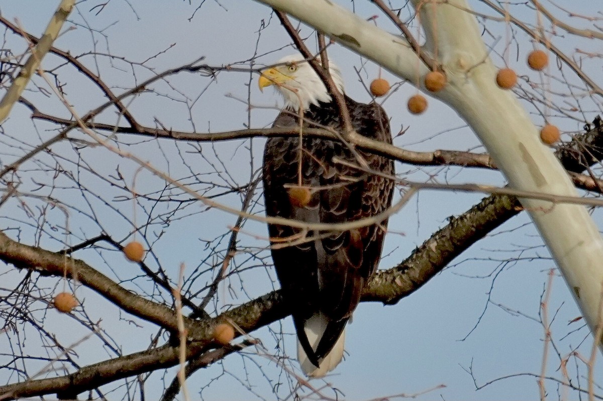 orel bělohlavý - ML647207464