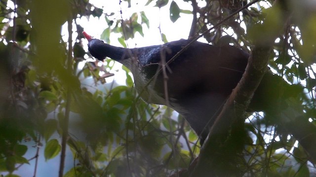 Horned Guan - ML647207474