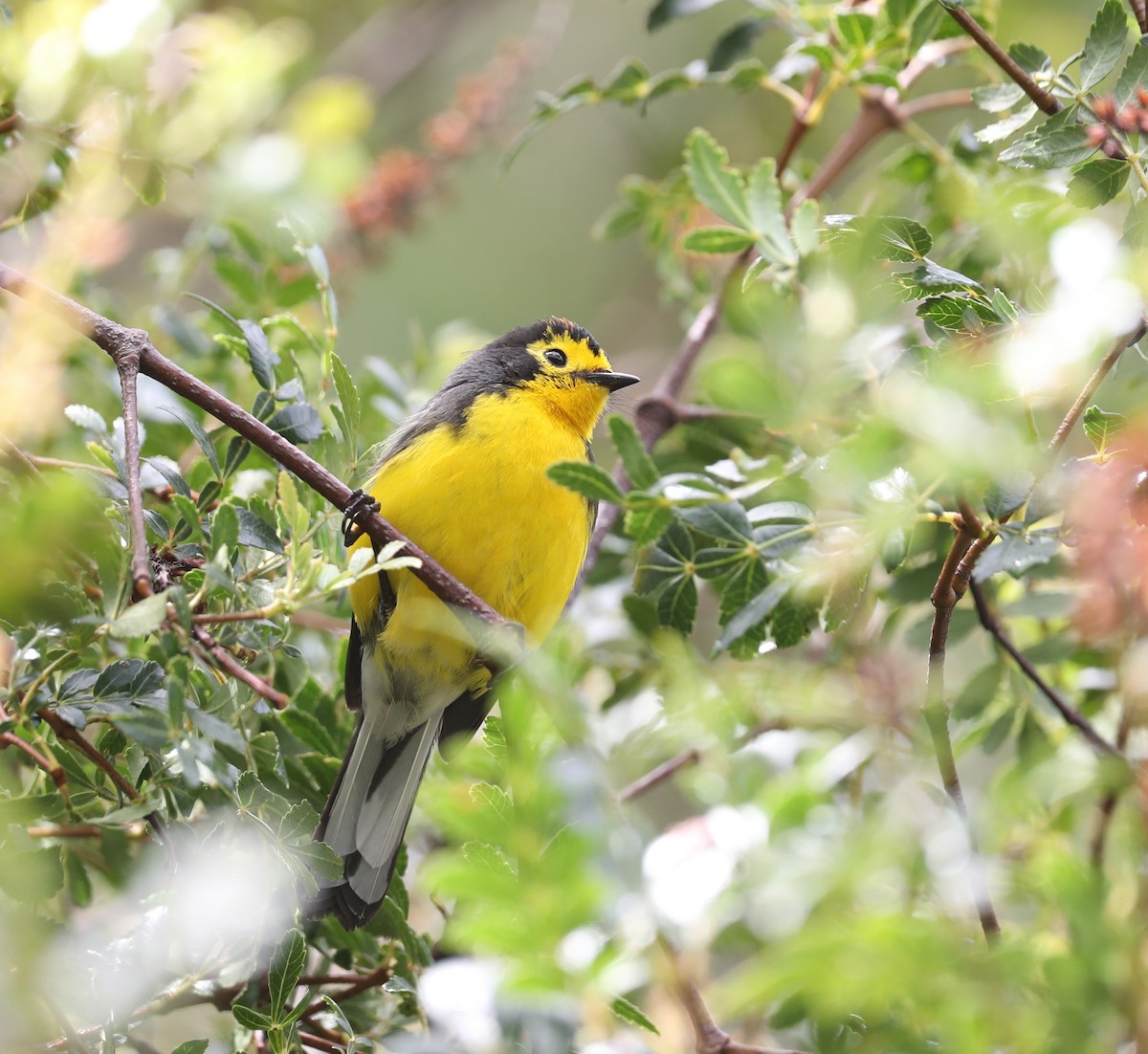 Spectacled Redstart - ML647207478