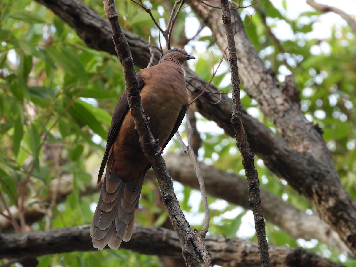 kanelgjøkdue - ML647207479