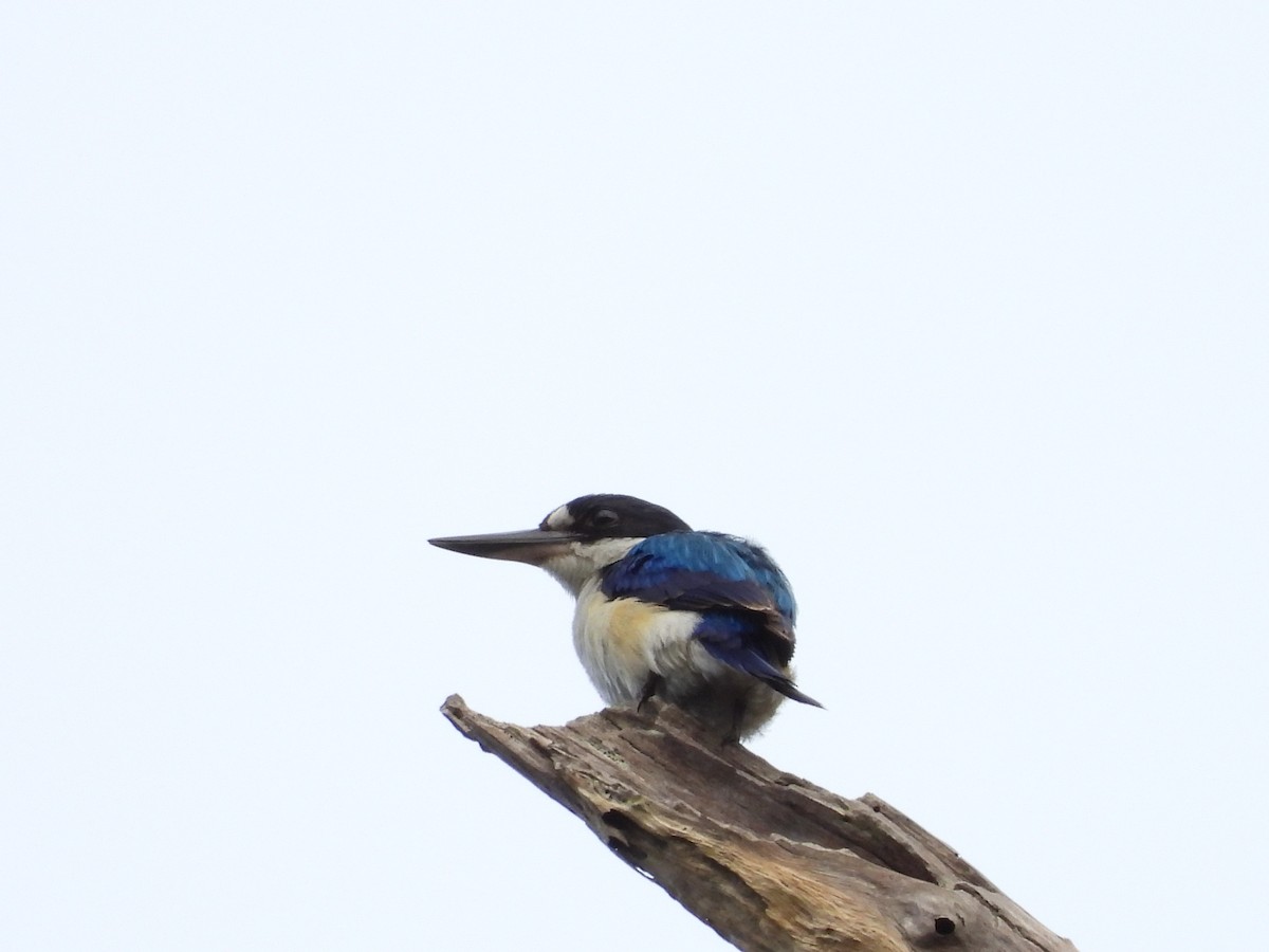 Forest Kingfisher - ML647207481