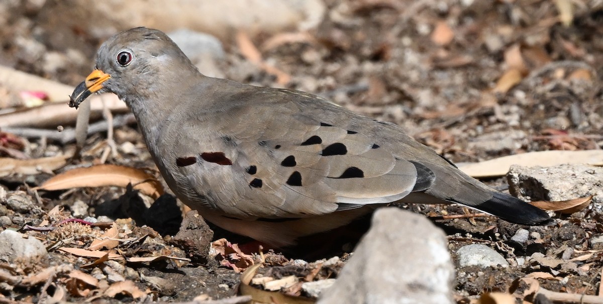 Croaking Ground Dove - ML647207550
